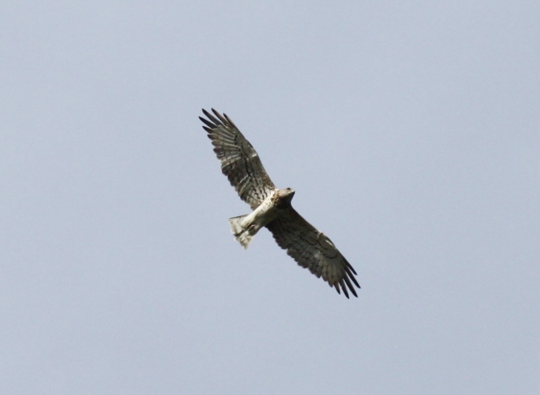 Bianconi - Circaetus gallicus